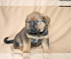 Akita-Rottweiler Mix Puppy for sale in SHILOH, OH, USA