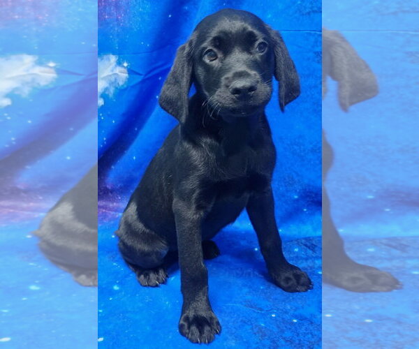 Medium Photo #3 Labrador Retriever-Unknown Mix Puppy For Sale in Wetumpka, AL, USA