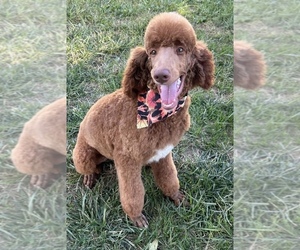 Father of the Goldendoodle-Poodle (Standard) Mix puppies born on 06/10/2025