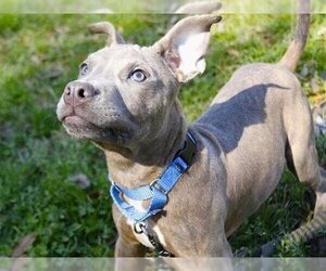 American Staffordshire Terrier-Unknown Mix Dogs for adoption in Tallahassee, FL, USA