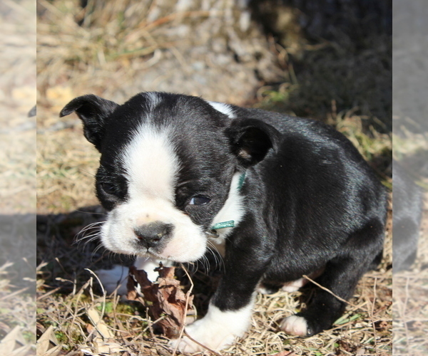 Medium Photo #10 Boston Terrier Puppy For Sale in HUGHESVILLE, MD, USA
