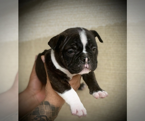Medium Photo #17 American Bully Puppy For Sale in VACAVILLE, CA, USA