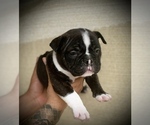 Small Photo #17 American Bully Puppy For Sale in VACAVILLE, CA, USA