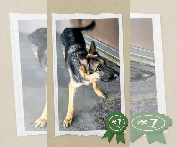 Medium Photo #3 German Shepherd Dog Puppy For Sale in columbia, SC, USA