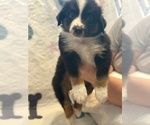 Small #1 Australian Shepherd