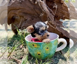 Yorkshire Terrier Puppy for sale in CASSVILLE, MO, USA