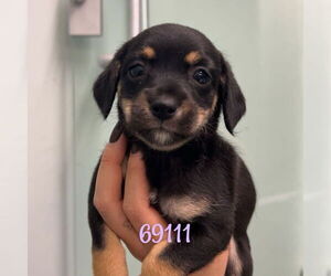 Mutt Dogs for adoption in Chico, CA, USA