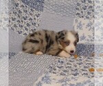 Small Photo #16 Miniature Australian Shepherd Puppy For Sale in HARRISON, OH, USA