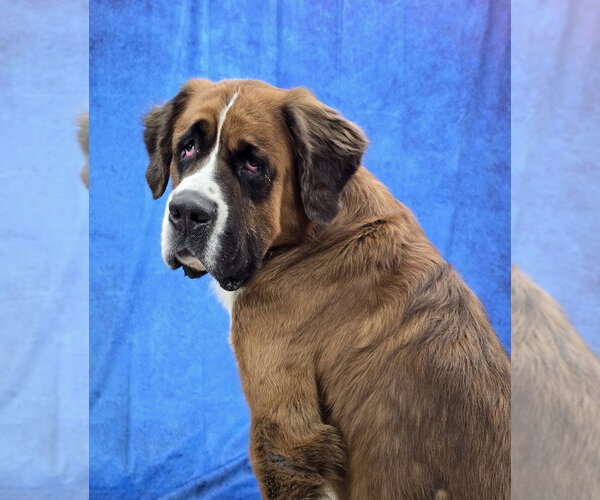 Medium Photo #2 Saint Bernard Puppy For Sale in Lakewood, CO, USA