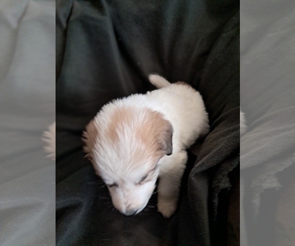 Medium Photo #9 Great Pyrenees Puppy For Sale in BANCROFT, WI, USA