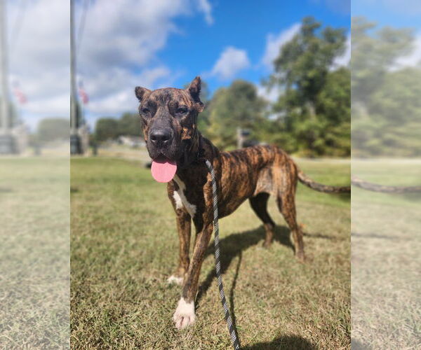 Medium Photo #6 Mutt Puppy For Sale in Shreveport, LA, USA