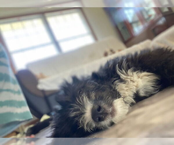 Medium Photo #7 Mutt Puppy For Sale in Aurora, IN, USA