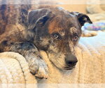 Small #1 Catahoula Leopard Dog-Labrador Retriever Mix