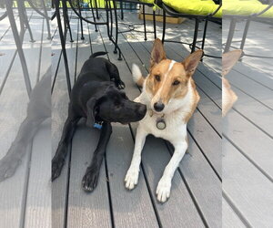 Enzo Ferrari - Male Border Collie-Unknown Mix Dog for Adoption - Photo #4