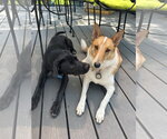 Small Photo #4 Border Collie-Unknown Mix Puppy For Sale in Landenberg, PA, USA
