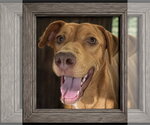 Zip ~ meet me! - Female Labralas Dog for Adoption - Small photo