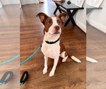 Small Photo #12 Rat Terrier-Unknown Mix Puppy For Sale in Holly Springs, NC, USA