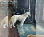 Small #1 Great Pyrenees