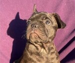 Small Photo #5 Faux Frenchbo Bulldog-French Bulldog Mix Puppy For Sale in MOUNDRIDGE, KS, USA
