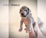 Puppy Dana Great Dane