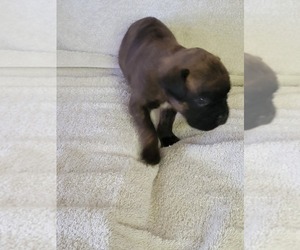 Boxer Puppy for sale in BROOK, IN, USA