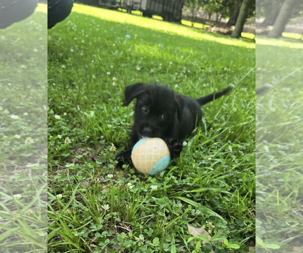Medium Photo #3 Border Terrier-Unknown Mix Puppy For Sale in Oakhurst, NJ, USA
