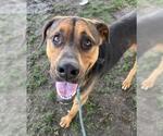 Small #1 Rottweiler Mix