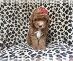Small #3 Cavapoo