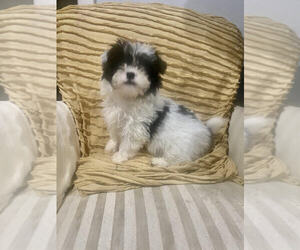 Havashu Puppy for sale in MOUNT CLEMENS, MI, USA