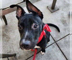 Mutt Dogs for adoption in Bakersfield, CA, USA