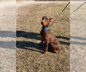 Doberman Pinscher Puppy for sale in FAYETTEVILLE, NC, USA