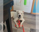 Small #6 Great Pyrenees Mix