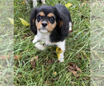 Small Photo #4 Cavalier King Charles Spaniel Puppy For Sale in NILES, MI, USA