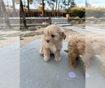 Small Photo #11 Maltipoo Puppy For Sale in APPLE VALLEY, CA, USA