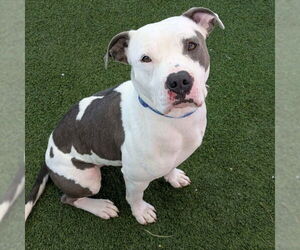 Mutt Dogs for adoption in Las Vegas, NV, USA