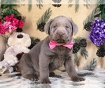 Small Photo #3 Labrador Retriever Puppy For Sale in CLAY, PA, USA