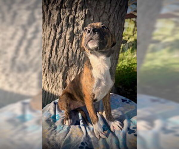 Medium Photo #2 Catahoula Leopard Dog-Unknown Mix Puppy For Sale in Pleasanton, TX, USA