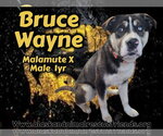 Small Alaskan Malamute-Rottweiler Mix