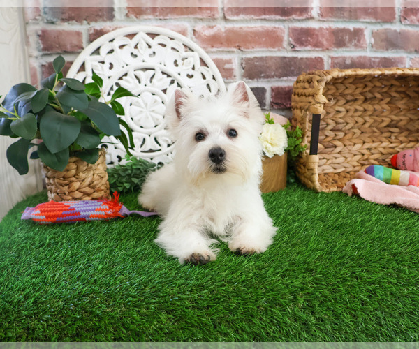 Medium Photo #4 West Highland White Terrier Puppy For Sale in SYRACUSE, IN, USA