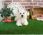 Small #3 West Highland White Terrier