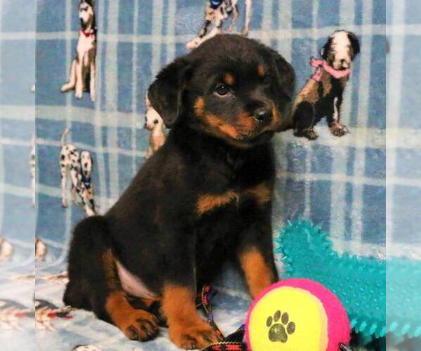 Medium Photo #4 Rottweiler Puppy For Sale in JOPLIN, MO, USA