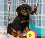 Small Photo #4 Rottweiler Puppy For Sale in JOPLIN, MO, USA