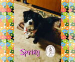 Small #3 Australian Shepherd