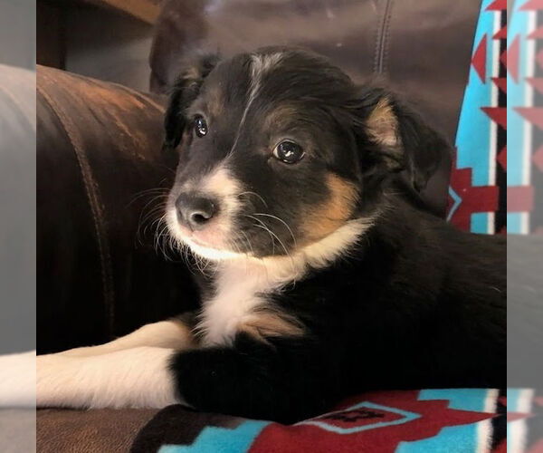 Medium Photo #1 Border Collie-Unknown Mix Puppy For Sale in Winter Park, CO, USA