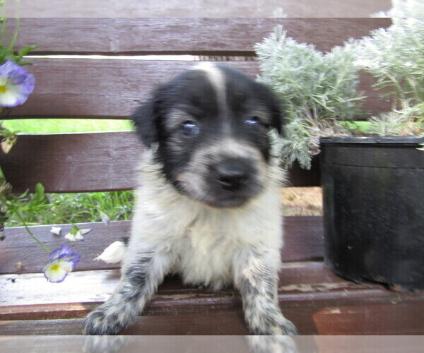 Medium Photo #4 Huskimo Puppy For Sale in KALAMAZOO, MI, USA