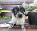 Small Photo #4 Huskimo Puppy For Sale in KALAMAZOO, MI, USA