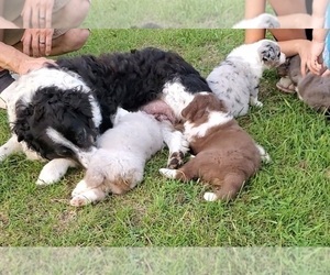Mother of the Australian Shepherd-English Shepherd Mix puppies born on 06/24/2021