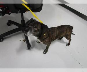 Dachshund-Unknown Mix Dogs for adoption in Temple, TX, USA