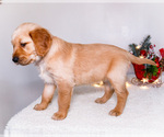 Small #7 Golden Retriever