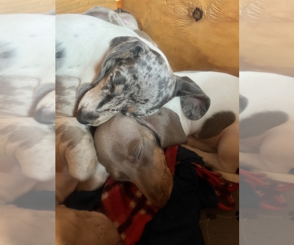 Medium Photo #96 Dachshund Puppy For Sale in LAKEBAY, WA, USA